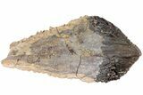 Rooted Triceratops Tooth - South Dakota #73875-3